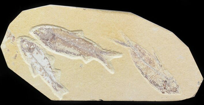 Multiple Knightia Fossil Fish Plate - x #42427